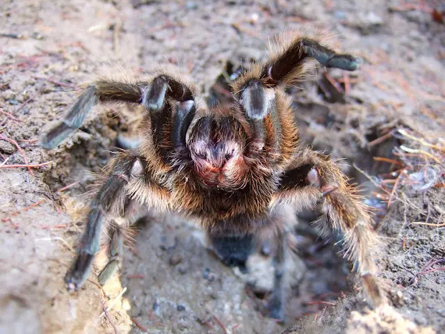 araña portia inteligente - Son venenosas las arañas Portia