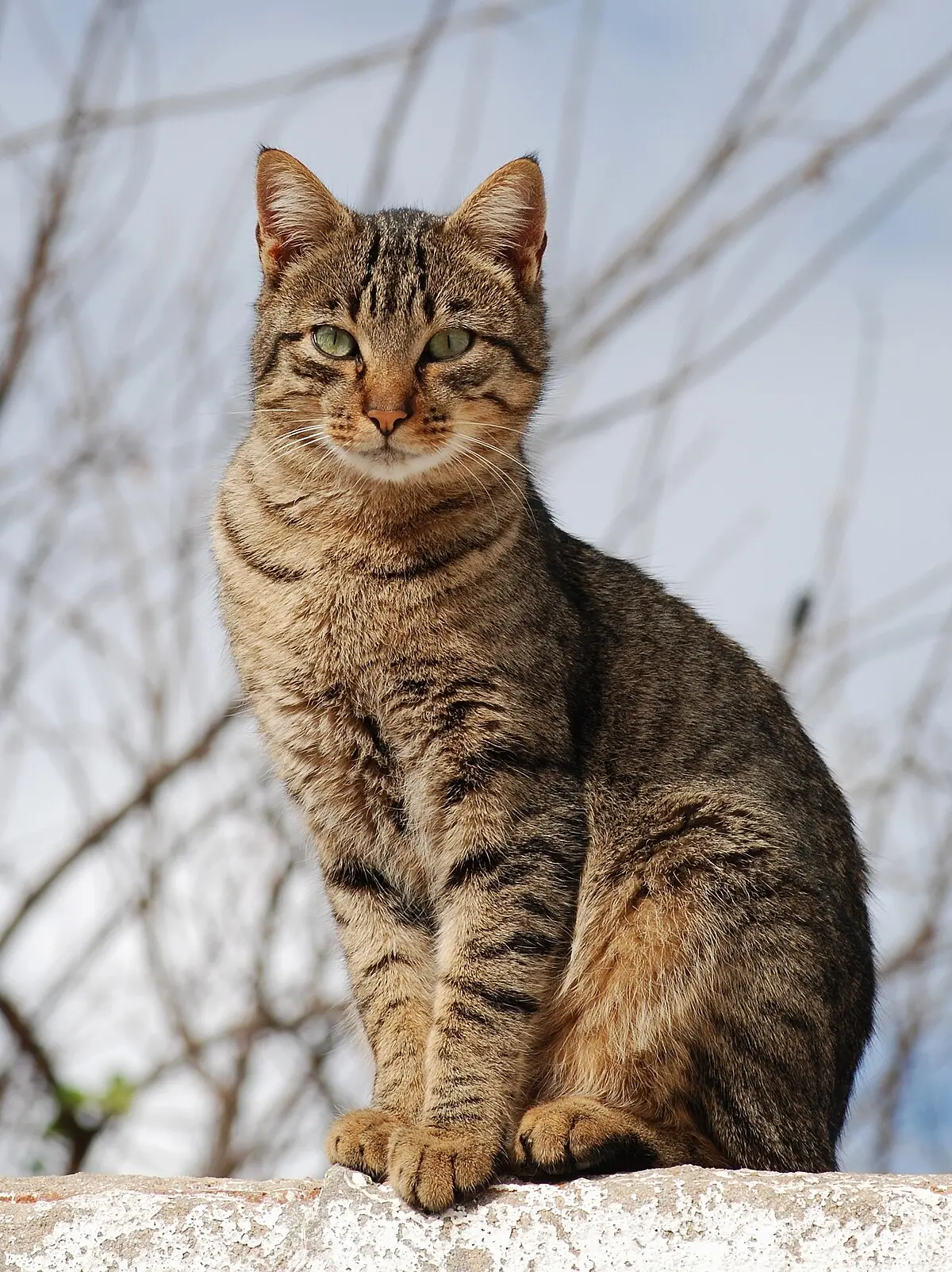 arenero inteligente para gatos precio - Un gato usará automáticamente una caja de arena